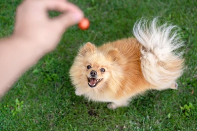 Jak karmić psa rasy Pomeranian - ile i jak często?