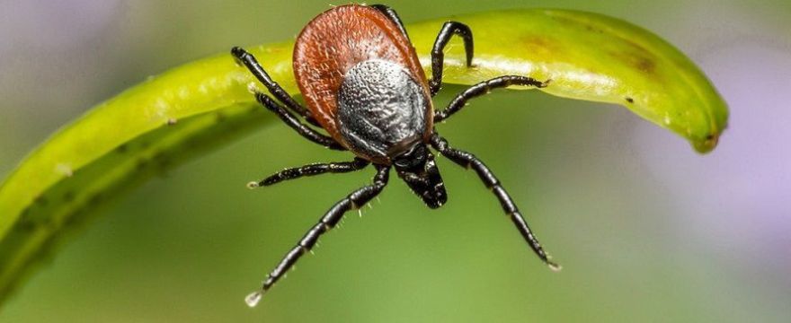 Borelioza wciąż groźna: skuteczny lek jest już na horyzoncie!