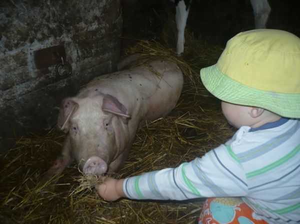 Bartuś i jego ulubiona Świnka